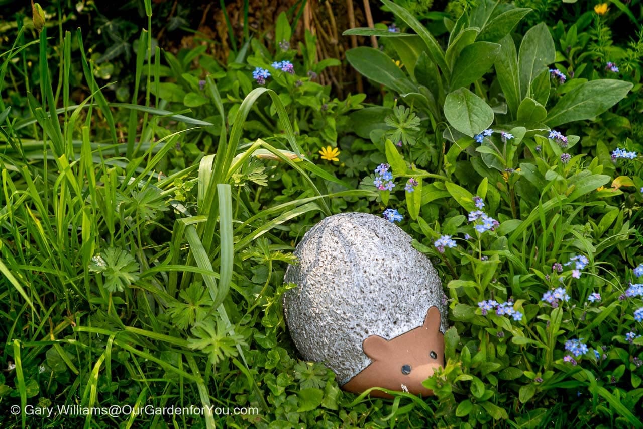 A charming ceramic hedgehog garden ornament, with a textured grey body and brown face and ears, is nestled amongst vibrant green foliage and small blue forget-me-not flowers. The scene captures a whimsical detail often found within the natural beauty of an English country garden in the United Kingdom.