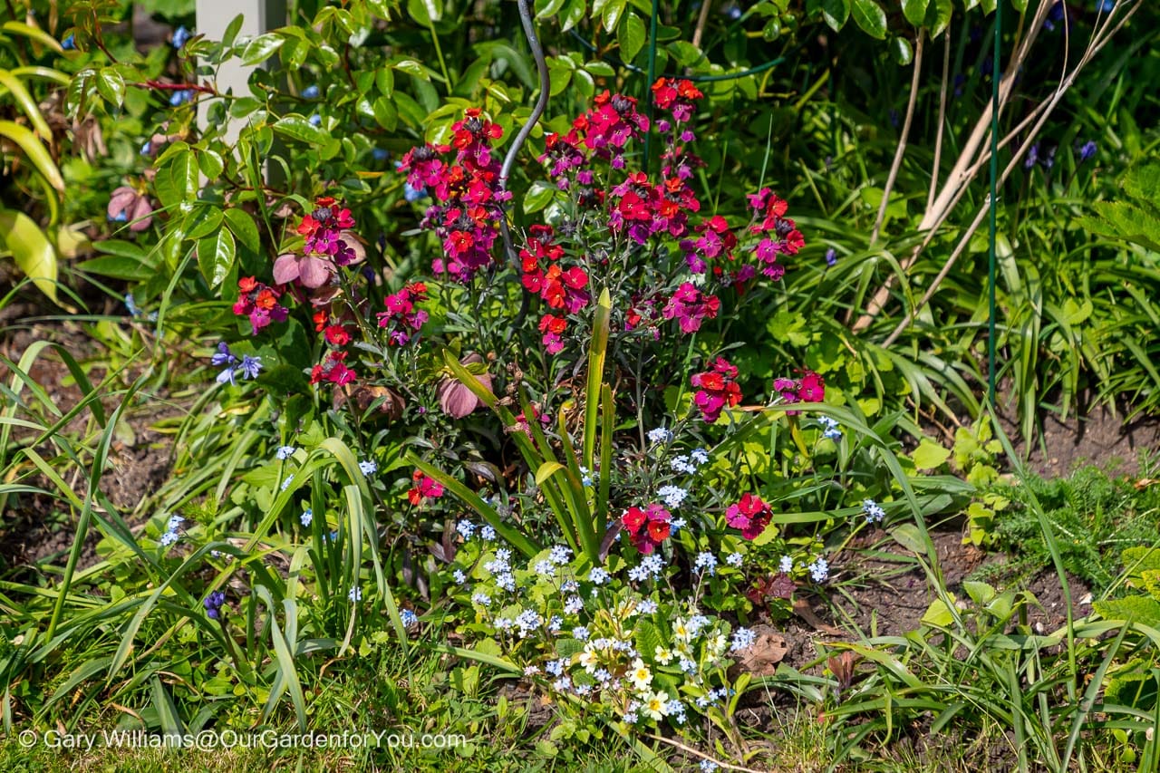 A cluster of vibrant red wallflowers (Erysimum cheiri) stands out amidst a variety of other plants in an English country garden. Delicate blue forget-me-nots (Myosotis) and other greenery surround the taller wallflowers, creating a colorful and textured display under natural daylight.