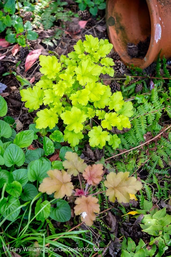 A vibrant clump of lime-green Heuchera 'Northern Exposure Lime' foliage brightens a shaded area in an English country garden, its ruffled leaves contrasting with the surrounding darker greenery and fallen pine needles. A terracotta pot fragment rests nearby, suggesting a well-tended and established planting.