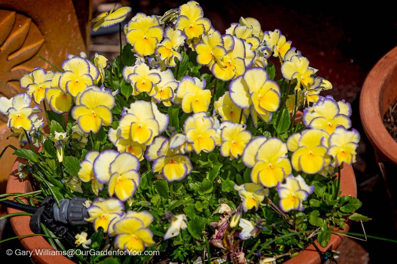 Featured image for “April 2025, Our Garden for You monthly roundup”