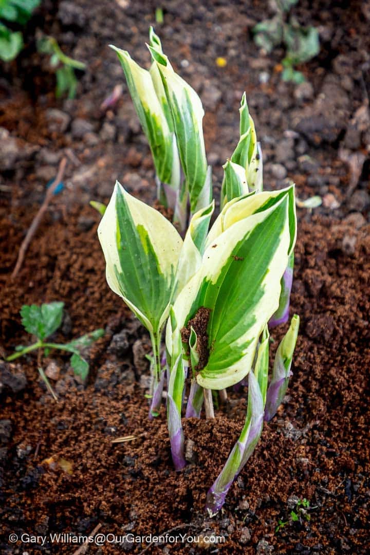 A young Hosta plant, likely 'Undulata' or 'Patriot' given its variegated leaves of creamy white centers and deep green margins, is emerging from the rich brown soil in an English country garden. The tightly furled new leaves and delicate purple stems indicate fresh spring growth.