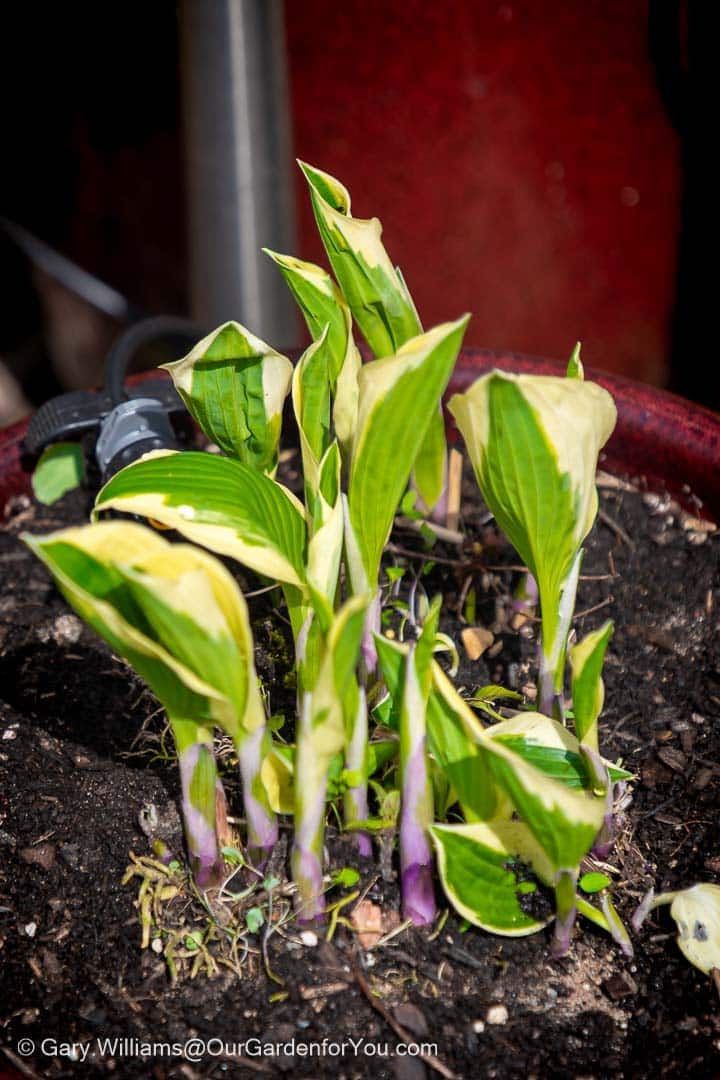 A cluster of young Hosta plants, featuring variegated leaves with creamy white or pale yellow centers and vibrant green edges, is growing in a dark, rich soil within a pot, likely in an English country garden. The tightly curled and unfurling leaves, along with their delicate purple stems, suggest new spring growth.