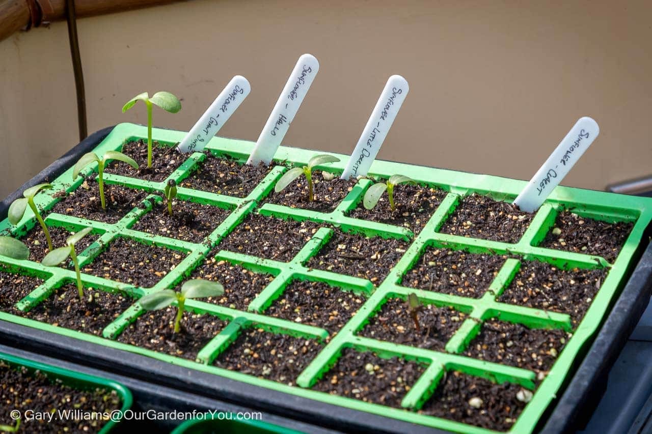 A green plastic seed tray with individual compartments holds dark, moist soil and several small sunflower seedlings, each identified by a white label marked with varieties like "Sunflower Giant Single" and "Sunflower Little Dorrit". The seedlings are in various stages of early growth, suggesting they have recently sprouted.