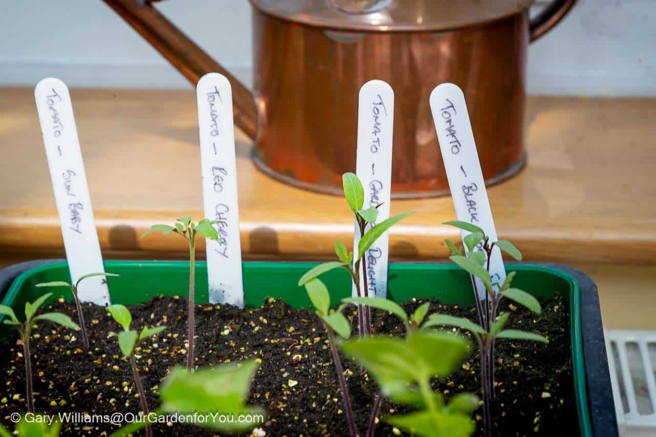 Four white plant labels, each marked "Tomato" followed by a different variety name ("Sun Baby," "Leo Cheery," "Grey," and "Black"), are inserted into a green seedling tray filled with dark soil and small tomato sprouts. A copper watering can sits in the blurred background