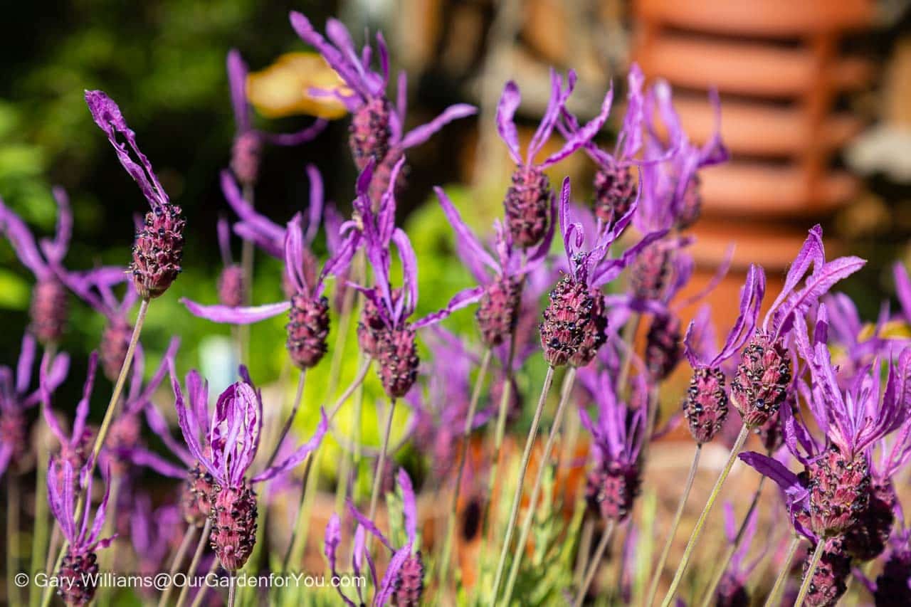 Featured image for “May 2025, Our Garden for You monthly roundup”