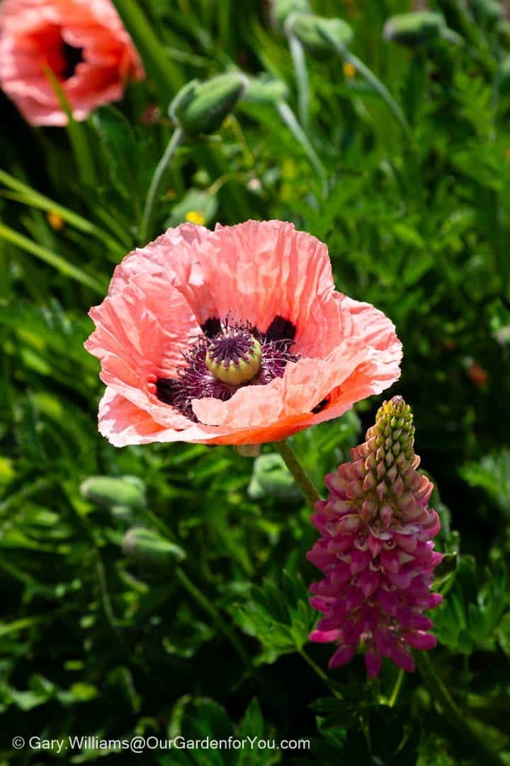 A vibrant salmon-pink oriental poppy with a dark centre blooms alongside a striking purple-pink lupin spire, creating a beautiful pairing in an English country garden. These "happy bedfellows" are surrounded by lush green foliage and other poppy buds, promising more colour to come.