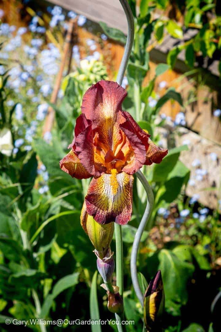 A stunning close-up of an Iris 'Kent Pride' in full bloom, showcasing its rich, velvety brown and golden yellow petals in an English country garden. The vibrant flower, with a hint of a new bud emerging below, stands out against a backdrop of soft green foliage and blurred blue flowers.