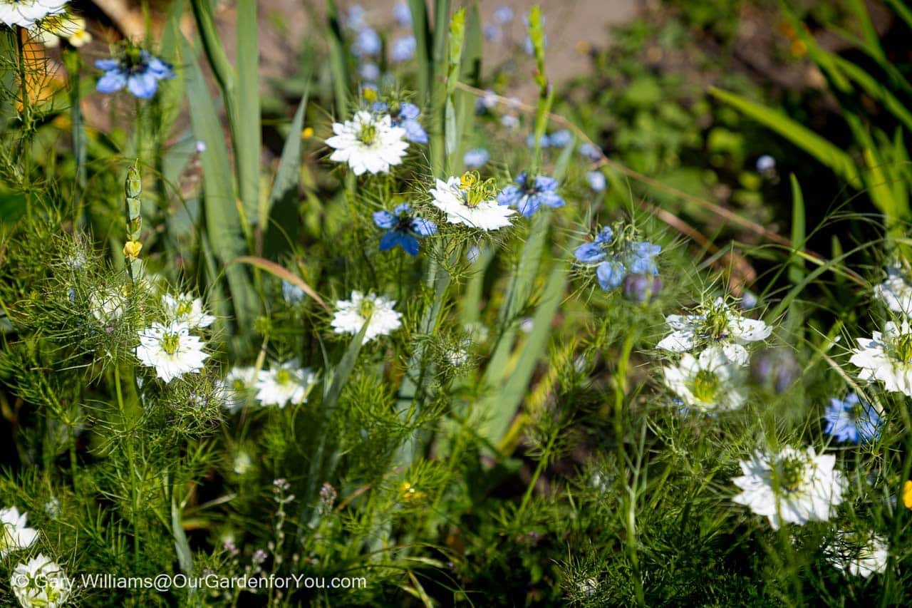 Delicate white and blue Love-in-a-Mist (Nigella damascena) flowers bloom amidst their feathery, fern-like green foliage in a charming English country garden. This delightful cottage garden scene captures the intricate beauty of the Nigella flowers, evoking a sense of natural, informal planting.
