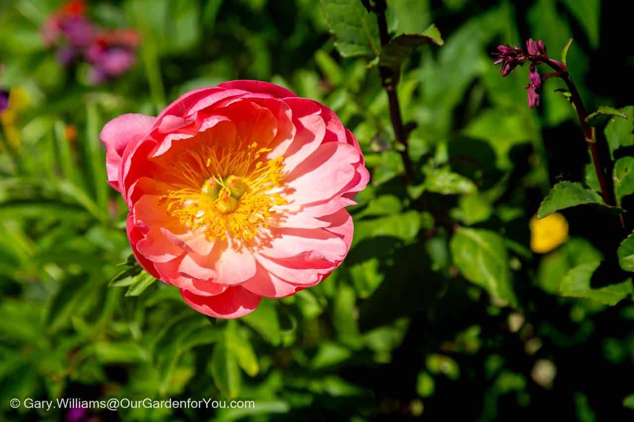 A stunning close-up of a 'Coral Sunset' peony in full bloom, showcasing its beautiful coral-pink petals and bright yellow centre, a highlight of our English country garden. The vibrant flower, bathed in sunlight, stands out against a backdrop of rich green peony leaves and other garden foliage.