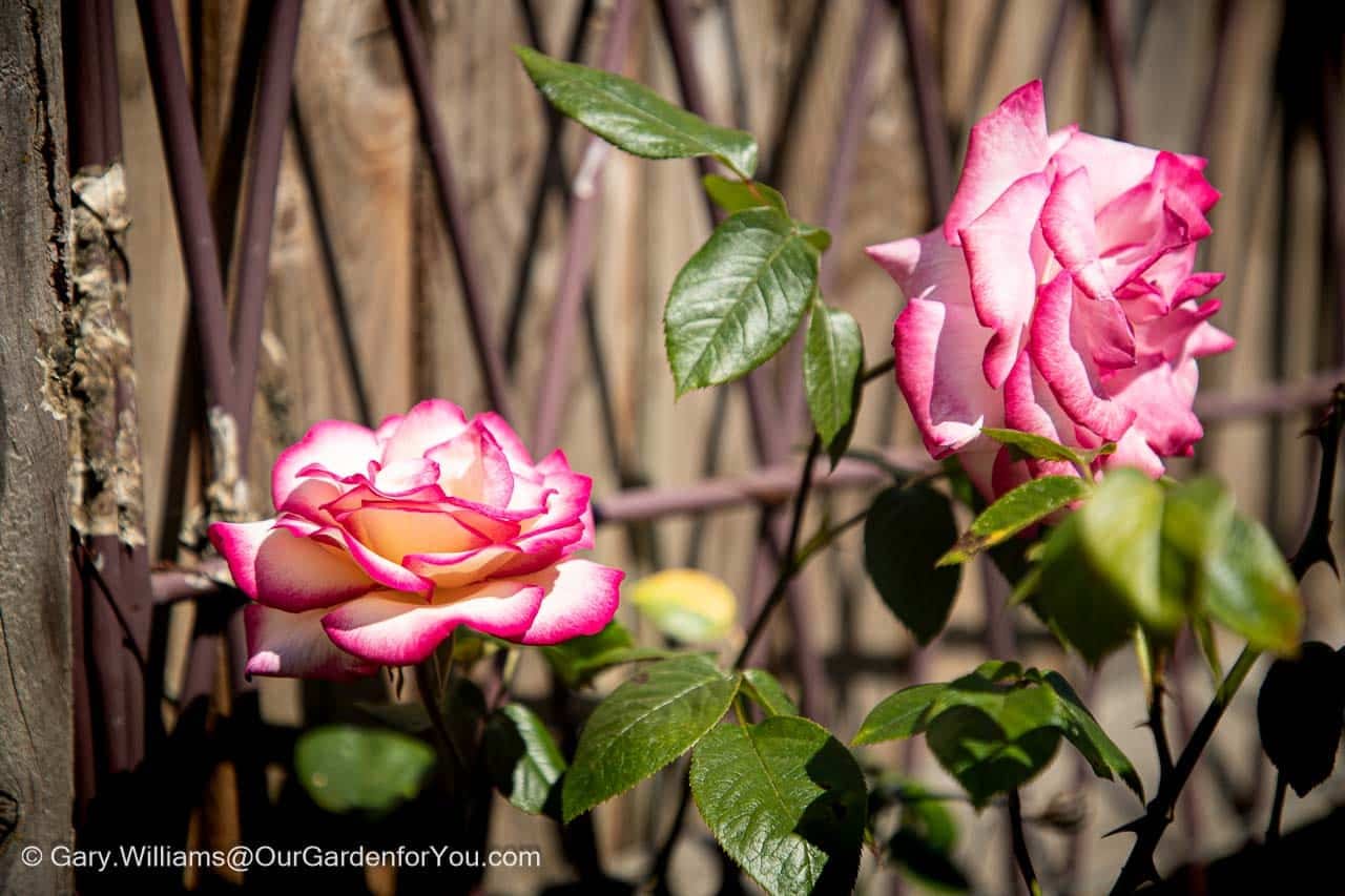 Close-up of two beautiful pink and white Handel roses blooming in an English country garden, with their vibrant petals edged in a darker pink. The roses are set against a rustic wooden trellis, highlighting their delicate beauty in the spring sunshine.
