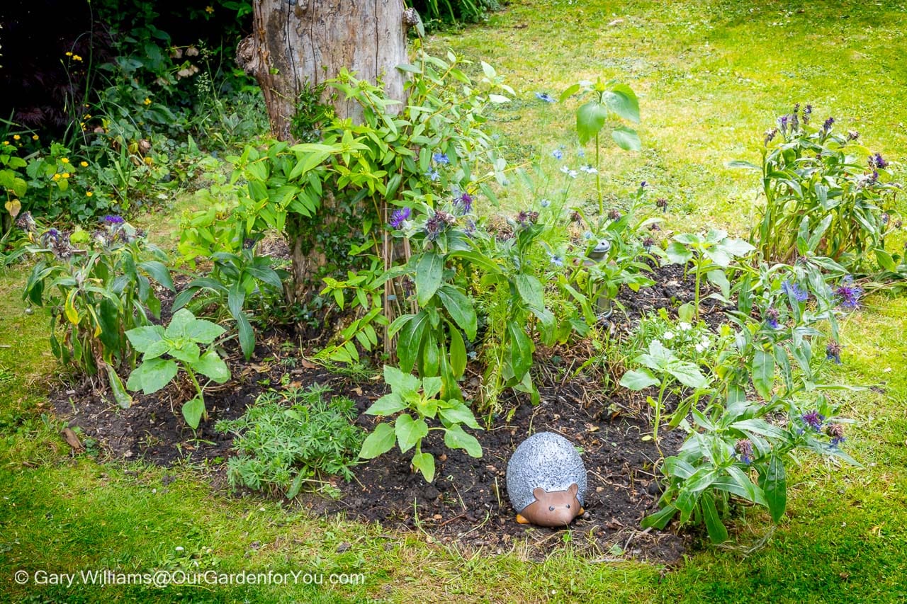 Freshly planted dwarf sunflowers and other young plants settle into a new circular bed at the base of a tree, with a charming hedgehog ornament nestled in the soil. This image captures the satisfying results of summer gardening in an English country garden in June.