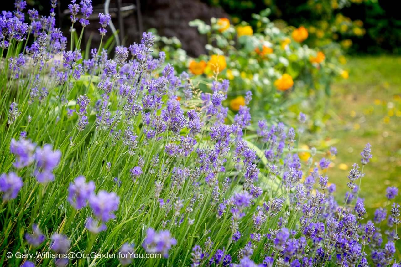 A beautiful close-up of purple lavender flowers in full bloom, with a soft focus on yellow flowers and green lawn in the background. This fragrant display is a classic feature of summer gardening in an English country garden in June.