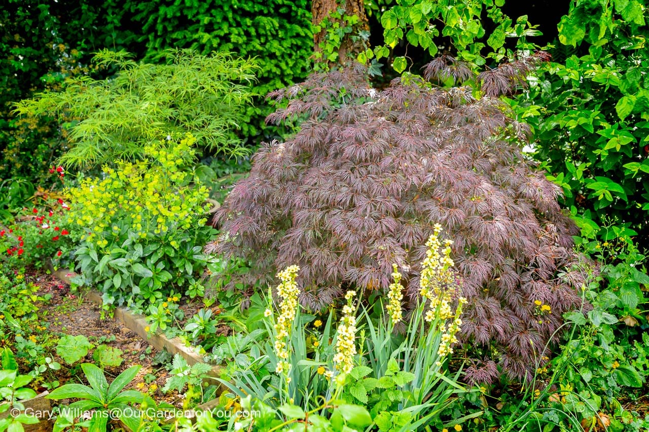 A pair of stunning Acer Palmatum Dissectum trees, one deep burgundy and the other lime green, create a beautiful foliage contrast in a lush border. This vibrant scene from an English country garden in June is full of texture and colour, providing wonderful summer gardening inspiration.