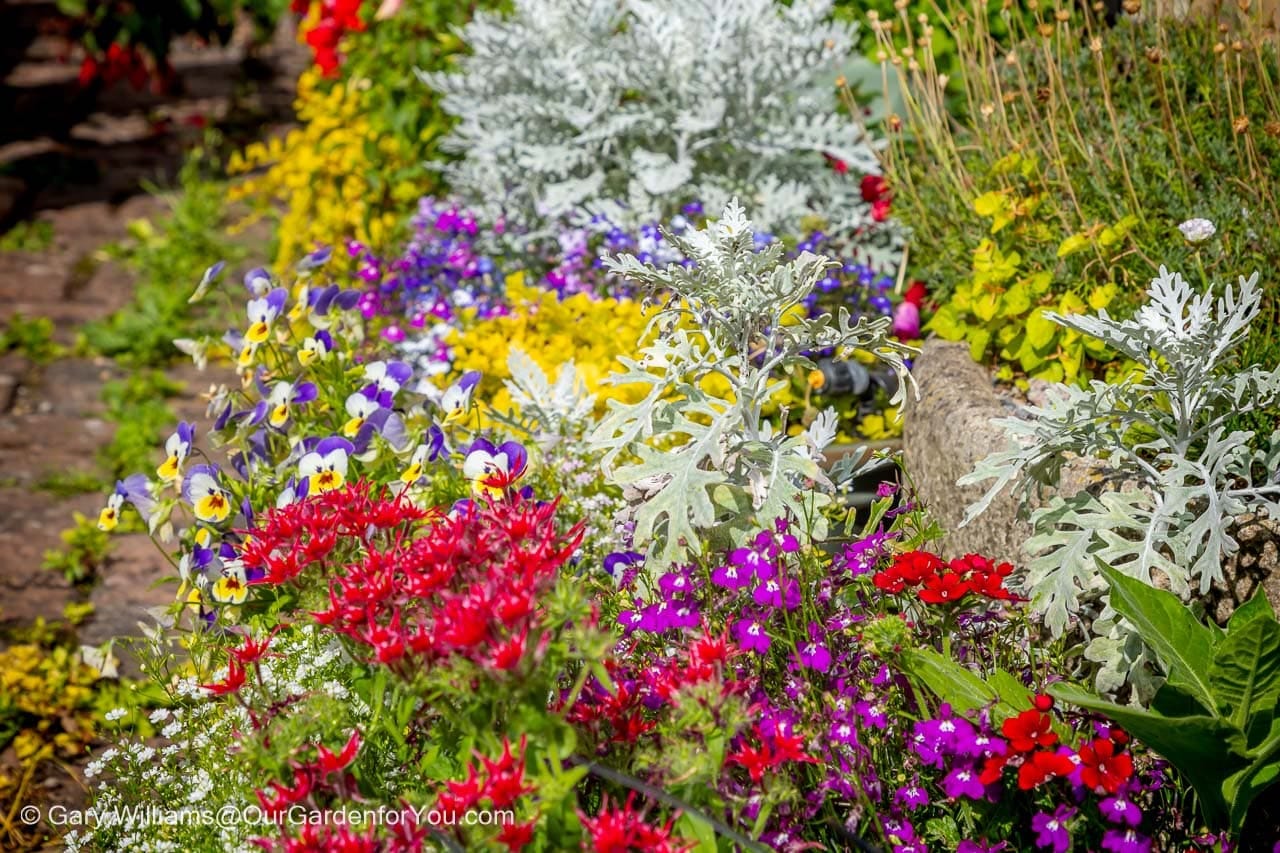 A vibrant patio border is in full bloom, featuring a colourful tapestry of red, purple, and yellow flowers set against the striking silvery foliage of Dusty Miller. This dense and beautiful planting is a perfect example of summer gardening in an English country garden in June.