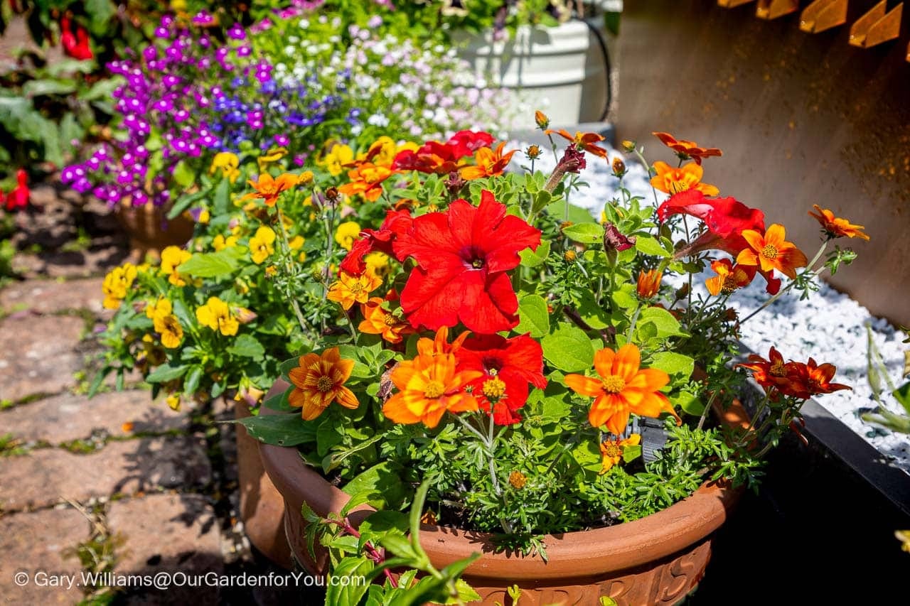 Vibrant red, orange, and yellow flowers burst with scorching hot colour from a terracotta pot on a sun-drenched patio. This beautiful container display is a perfect example of summer gardening in a classic English country garden in June.