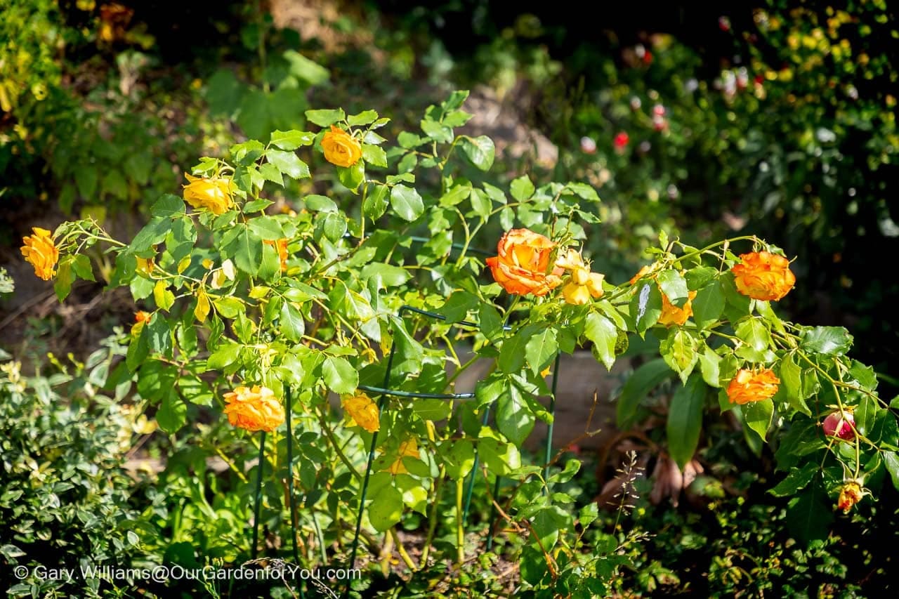 A beautiful 'Tequila Sunrise' rose bush is in full bloom, showcasing its stunning yellow and orange-tipped flowers in a sunlit garden bed. This vibrant floribunda rose is a colourful highlight in our English country garden, epitomising the beauty of summer gardening in June.