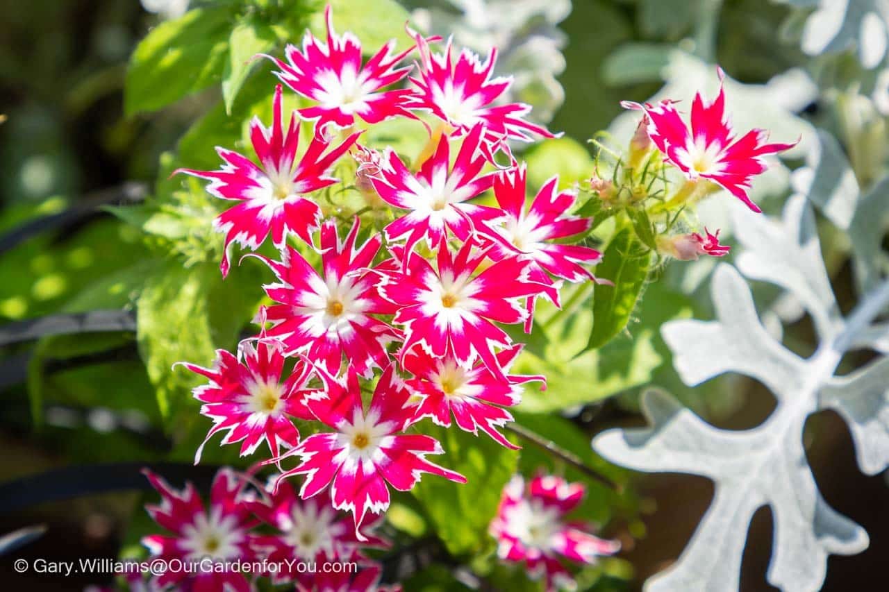 Featured image for “July 2025, Our Garden for You monthly roundup”