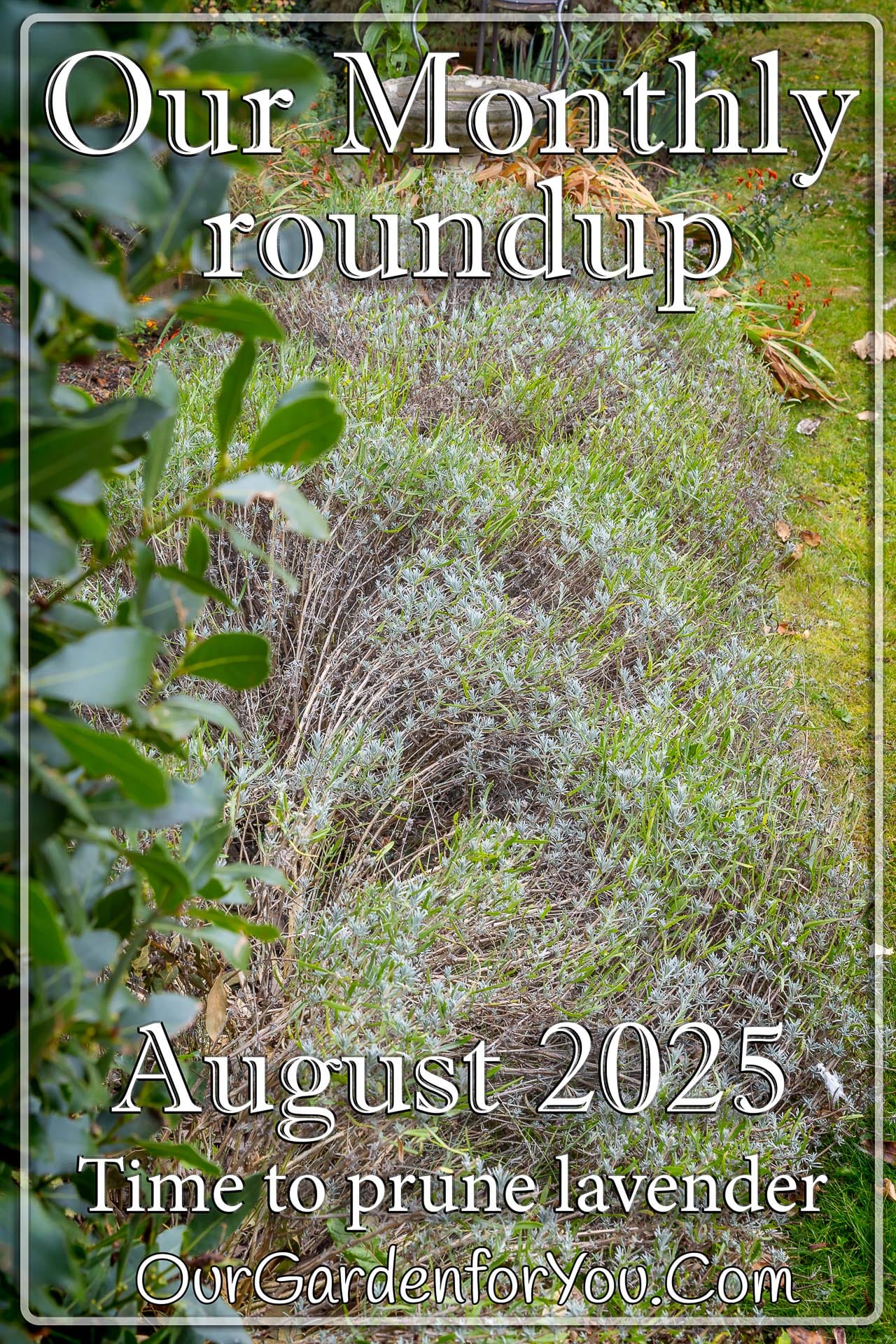 The pin image for our post - 'August 2025, Our Garden for You monthly roundup
