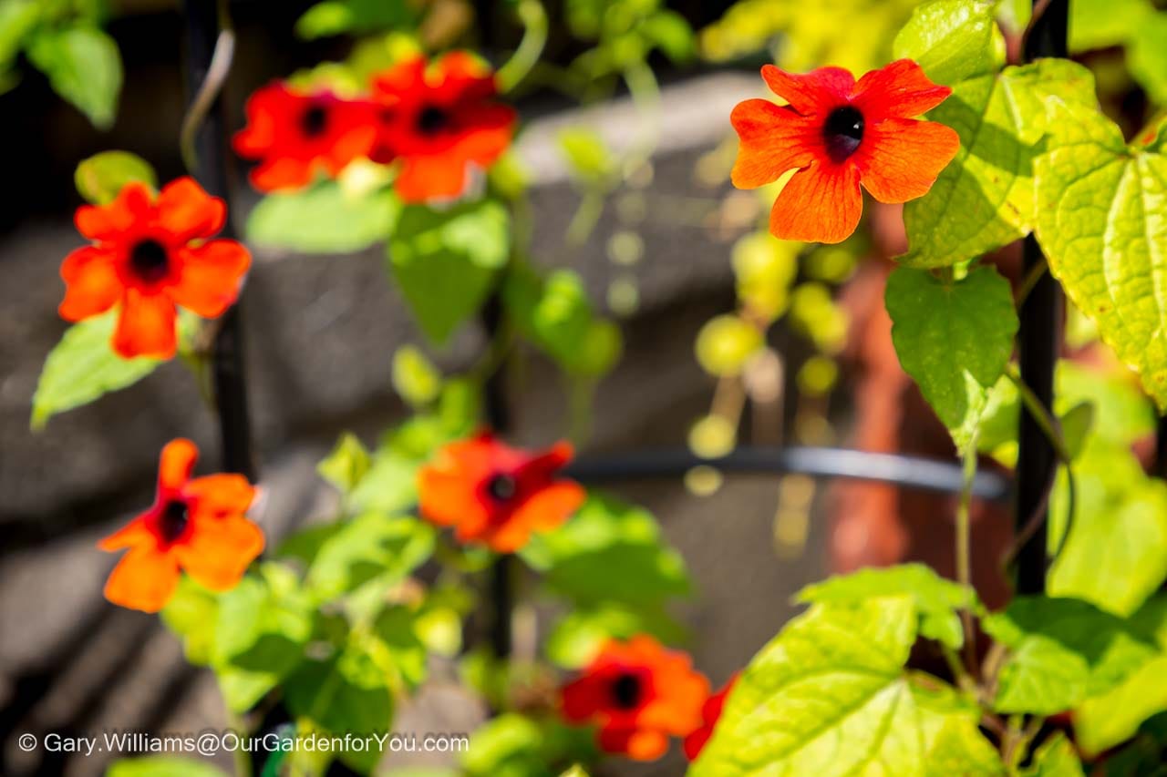 Vibrant orange Black-eyed Susan vine flowers (Thunbergia alata) bloom against a garden trellis, adding a splash of summer colour to this English country garden. This cheerful climbing plant thrives in sunny July conditions, creating a striking focal point for seasonal gardening.