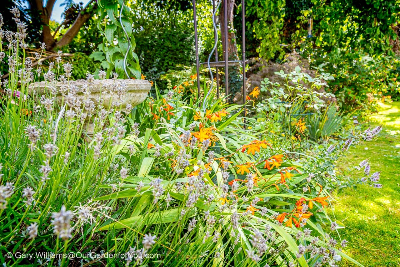A lush summer garden scene bursting with vibrant orange crocosmia and soft purple lavender in full bloom. This idyllic English garden setting is filled with colour, texture, and tranquil greenery under dappled sunlight.