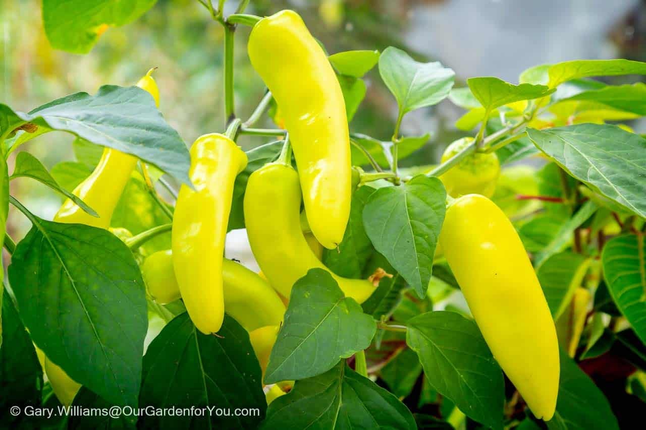 A cluster of glossy yellow Hungarian Hot Wax chillies ripen on the plant among lush green foliage. This productive chilli variety adds heat and colour to summer kitchen gardens.