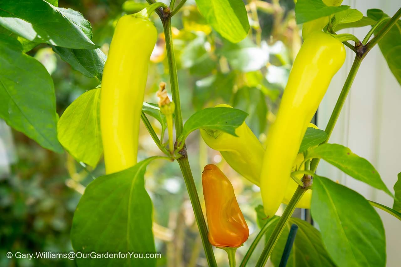 Bright yellow and orange chillies ripen on the plant in a sunlit English country garden, showcasing the vibrant bounty of summer gardening in July. These colourful peppers thrive in warm conditions, adding ornamental beauty and spicy flavour to homegrown produce.