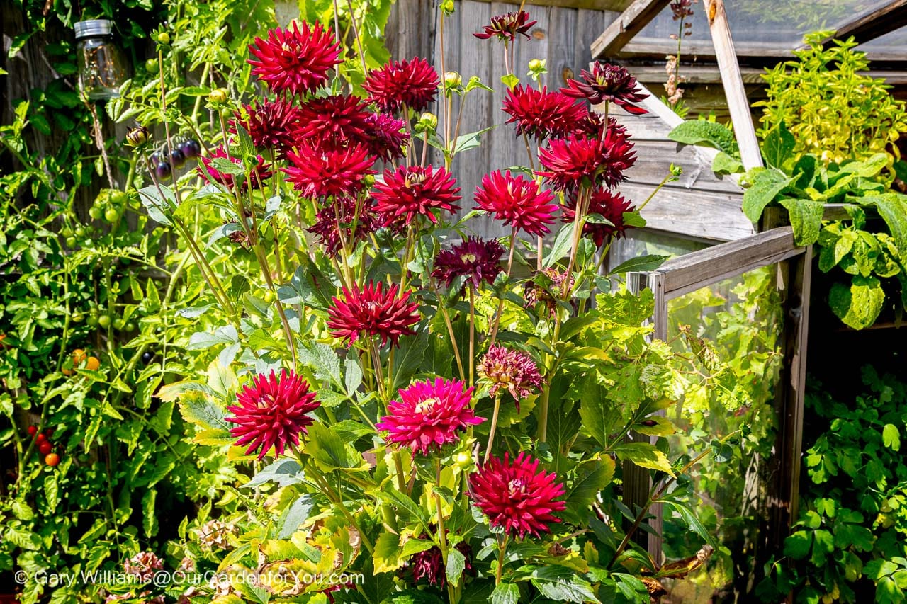 Deep magenta dahlias bloom vibrantly beside a rustic greenhouse in an English country garden, surrounded by thriving summer greenery. This colourful patio display highlights seasonal gardening at its finest in the height of July.