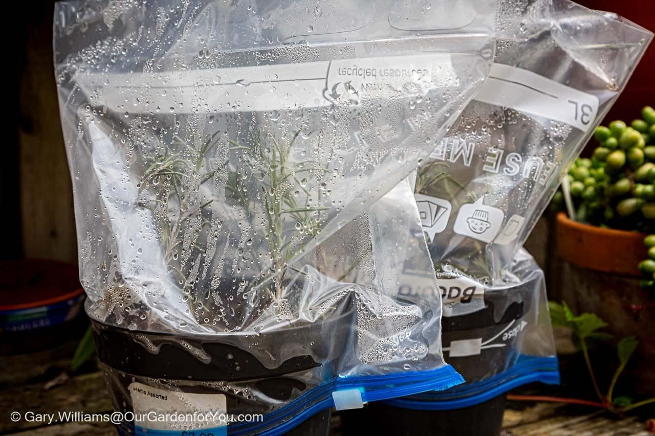 Softwood herb cuttings are housed in moist ziplock bags to create a humid microclimate ideal for propagation. A clever DIY gardening method for encouraging root growth in summer.