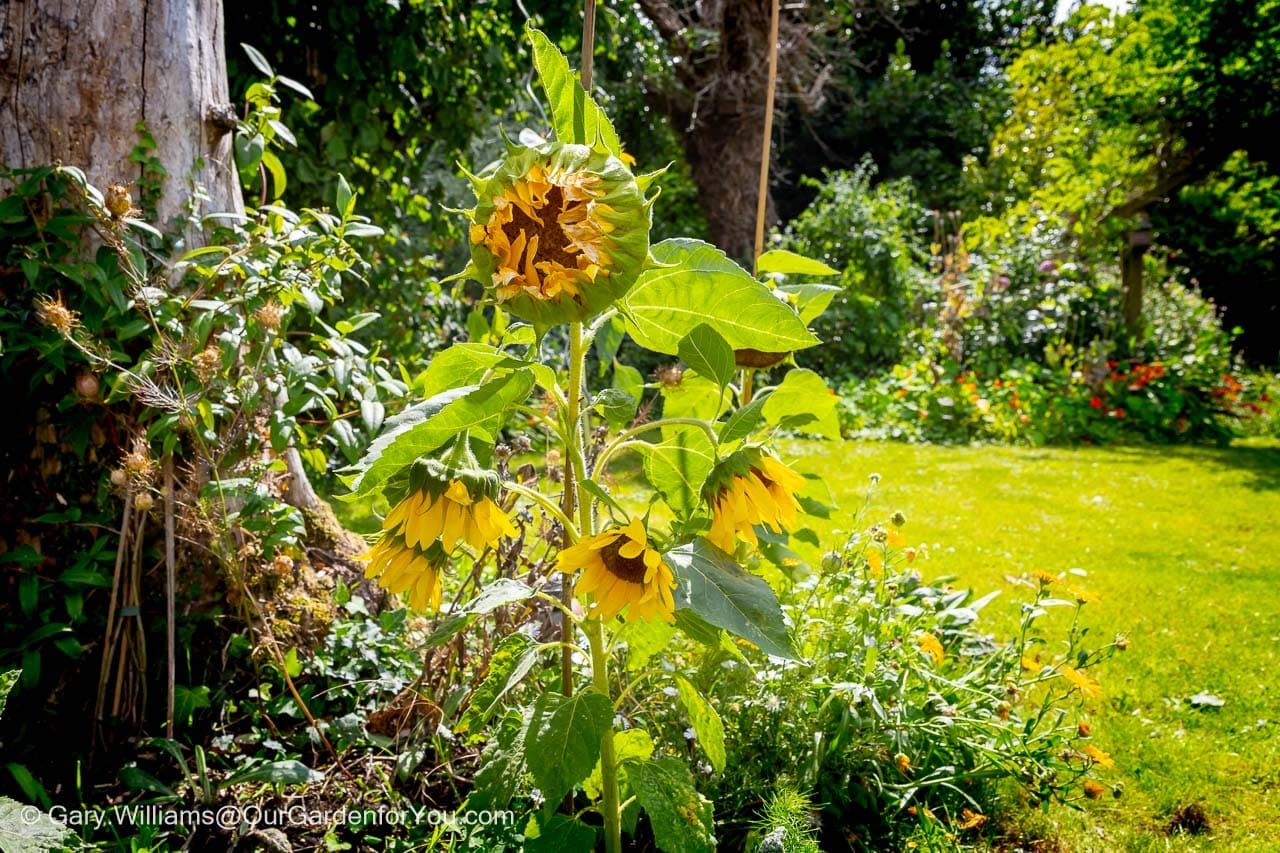Bright yellow sunflowers bask in the summer sunlight, standing tall amid lush greenery in a vibrant English country garden. This cheerful garden scene captures the beauty of July blooms and seasonal colour at its peak.