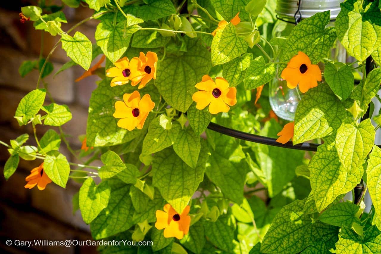 Featured image for “August 2025, Our Garden for You monthly roundup”