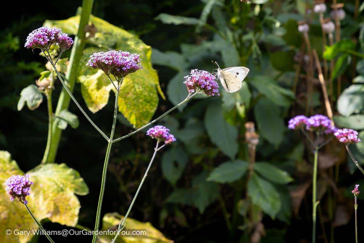 A delicate white butterfly perches on vivid purple verbena blossoms in a late summer garden. This pollinator-friendly scene captures the beauty and biodiversity of English garden planting