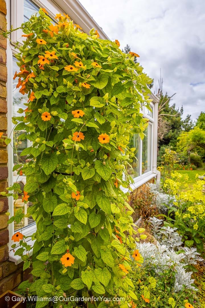 A thriving Thunbergia vine, covered in vivid orange blossoms with dark centers, climbs a support next to a conservatory wall in an English garden. This eye-catching tropical plant adds a splash of colour and vertical interest to the early autumn landscape.