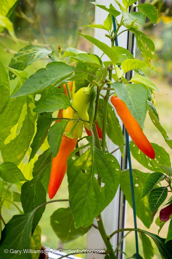 Clusters of Hungarian Hot Wax peppers, ranging from yellow to red, grow vigorously on a leafy plant inside a garden greenhouse. These colourful chillies are perfect for pickling or adding a mild-to-medium kick to autumn dishes.