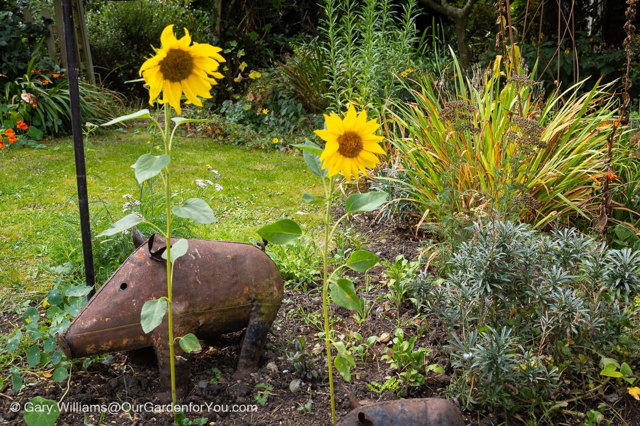 Two bright yellow sunflowers bloom cheerfully in an English country garden in early autumn, surrounded by late-season greenery and ornamental metal garden sculptures. The vibrant flowers stand tall against a lush, well-tended backdrop of mixed foliage and perennial plants.