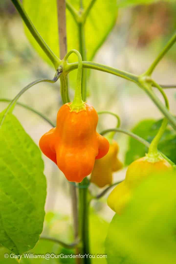A ripening Scotch Bonnet chilli glows a fiery orange amidst vibrant green leaves in a garden greenhouse setting. Known for its heat and flavour, this pepper is a favourite for home-grown spicy recipes.