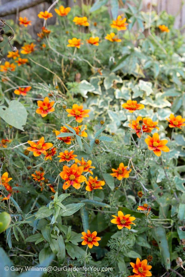 Clusters of vivid orange and red flowers bring warmth and life to a fading garden bed in autumn. These cheerful blooms provide a final burst of seasonal colour amidst the greenery.