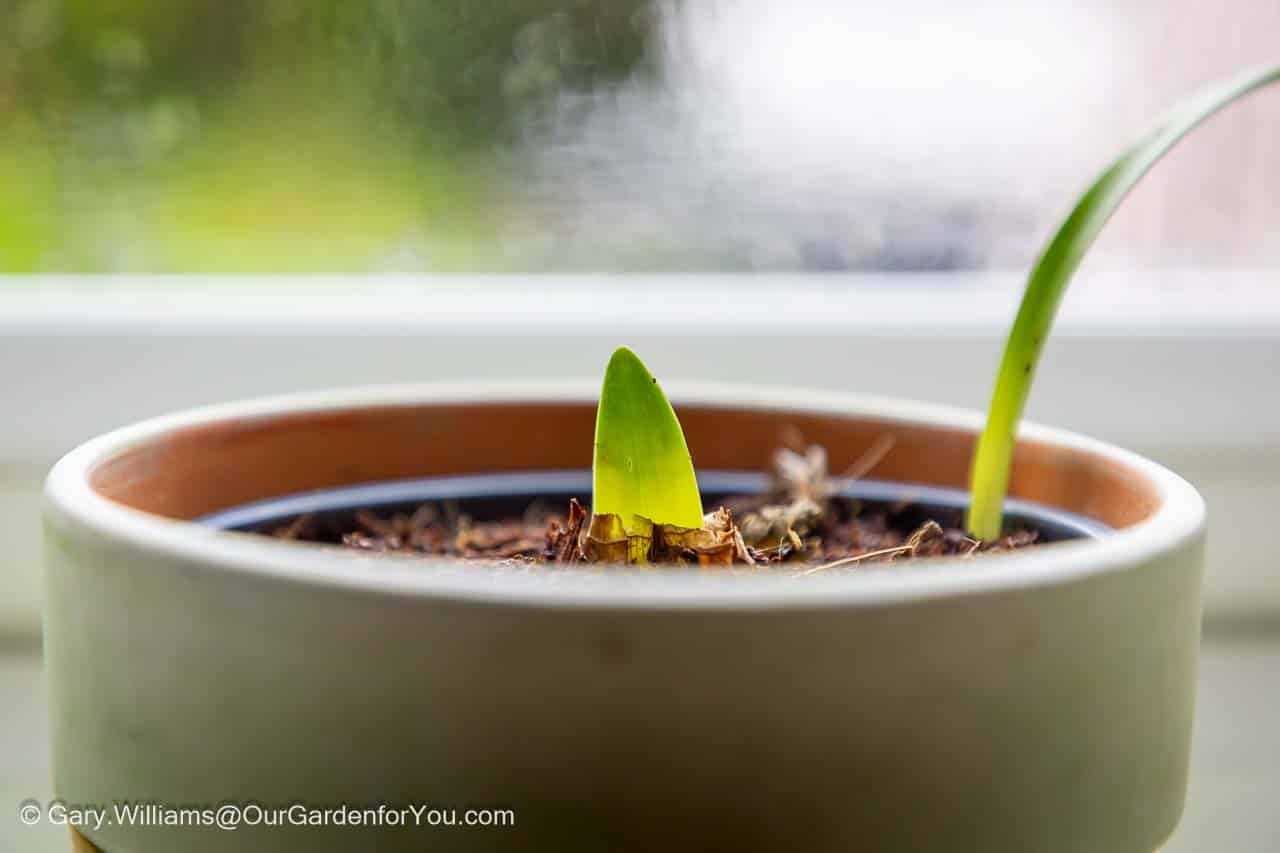 A new green shoot emerges from a dormant amaryllis bulb, catching the soft natural light by a window. This sign of regrowth promises future blooms, even as the garden outside prepares for winter.