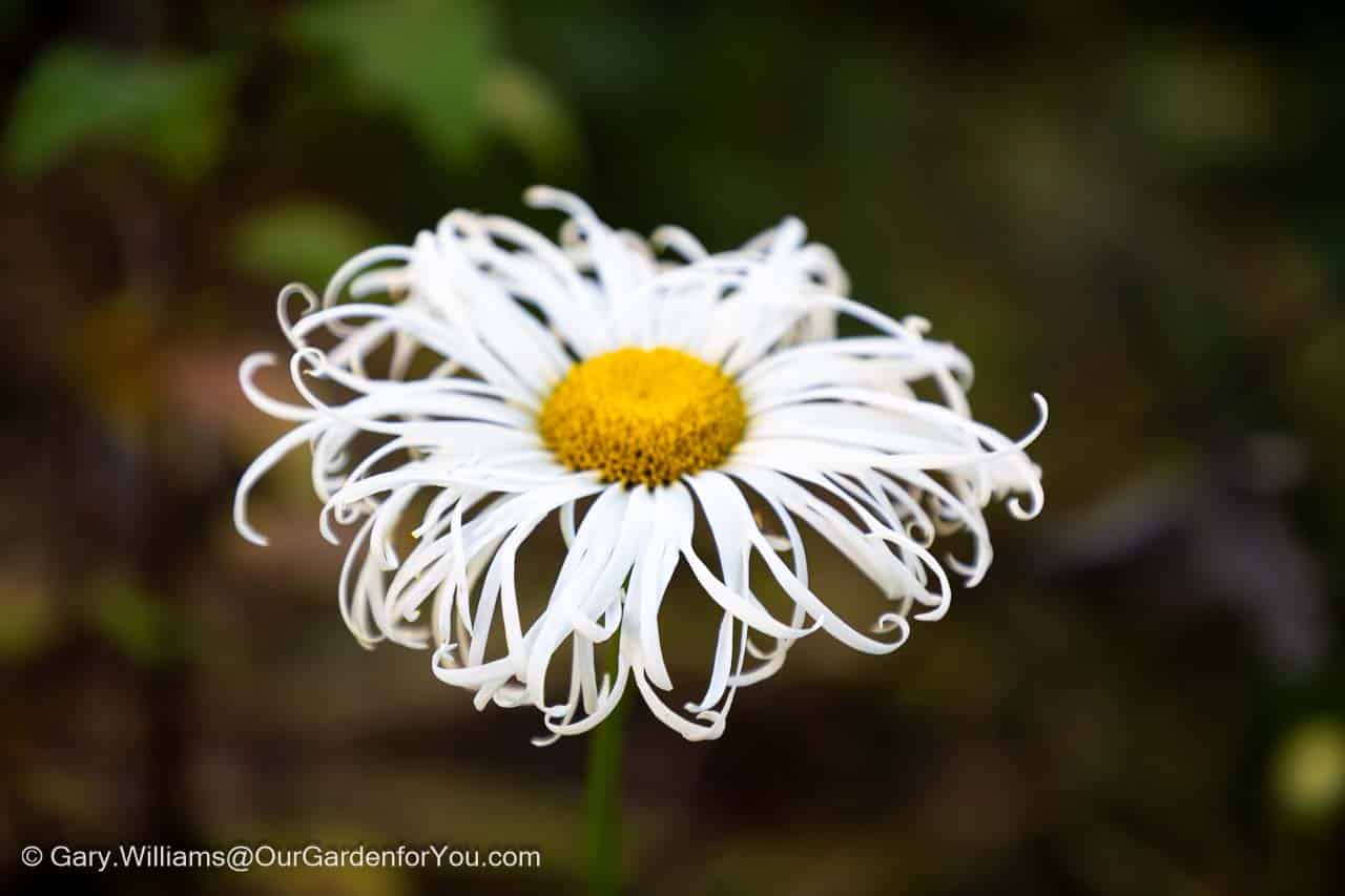 A wild-petaled white daisy with a bright yellow centre stands out against a softly blurred background. This uniquely curled bloom adds character and charm to the late-autumn garden.
