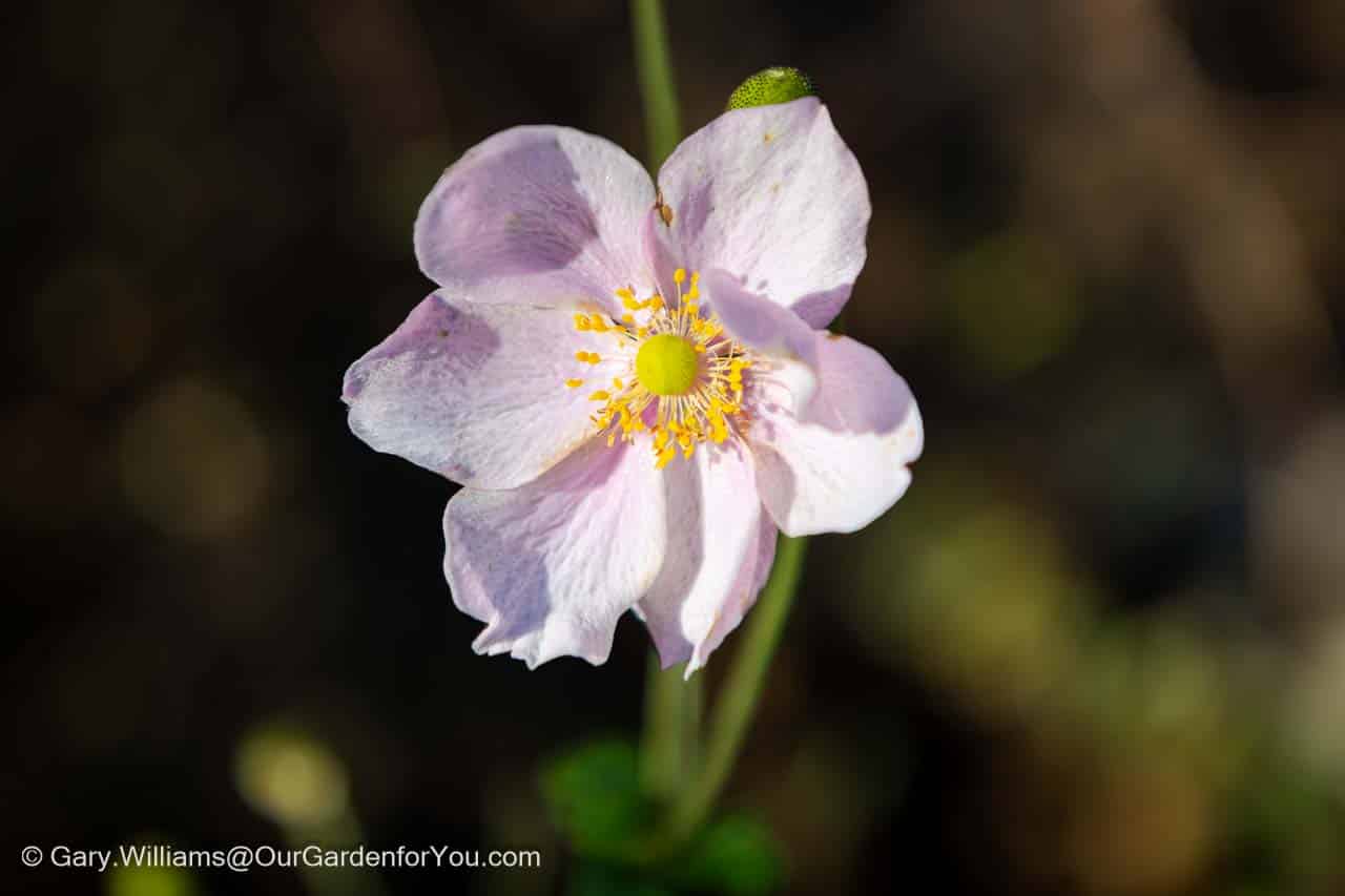 Featured image for “November 2025, Our Garden for You monthly roundup”