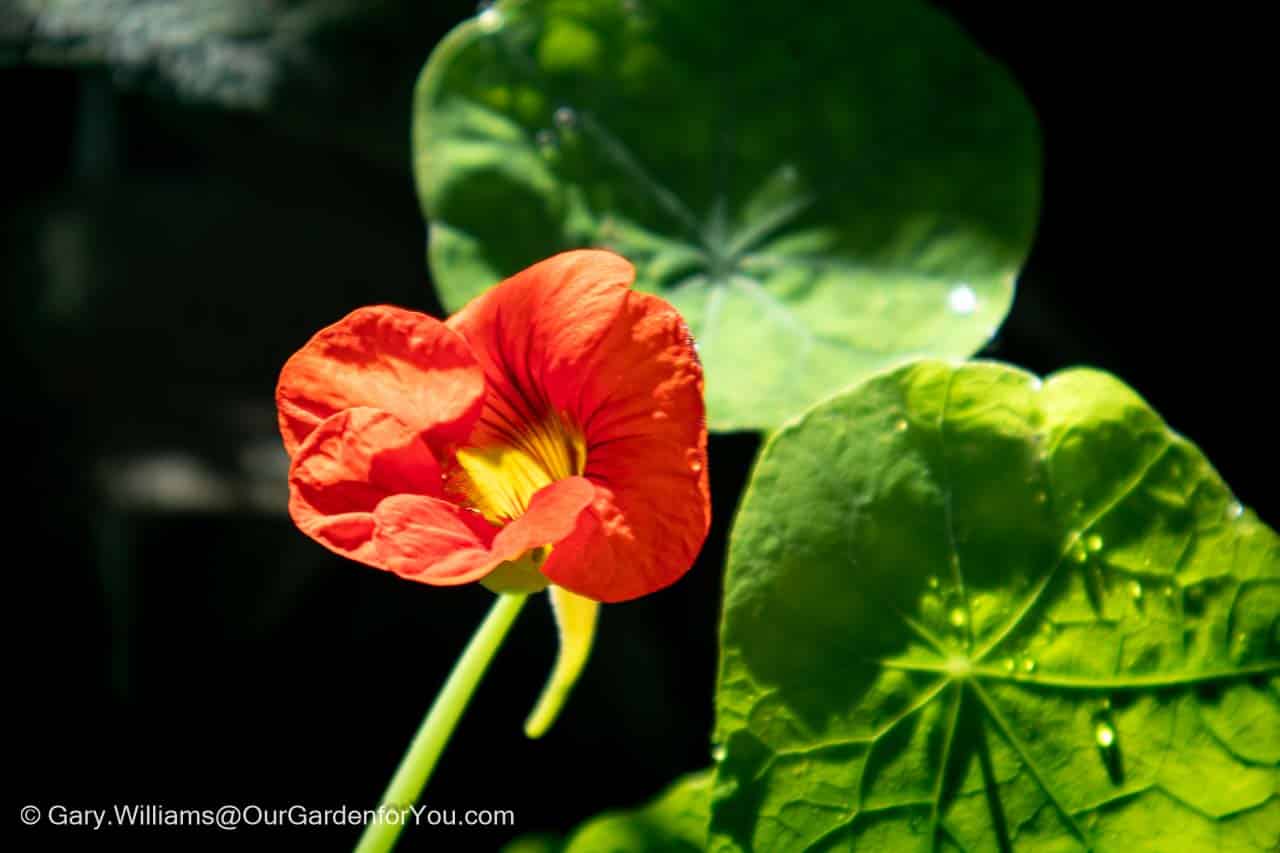 A vibrant orange nasturtium flower blooms against a backdrop of large, dew-kissed green leaves in the soft glow of autumn sunlight. This cheerful garden bloom captures the warmth and colour of an English country garden in October.