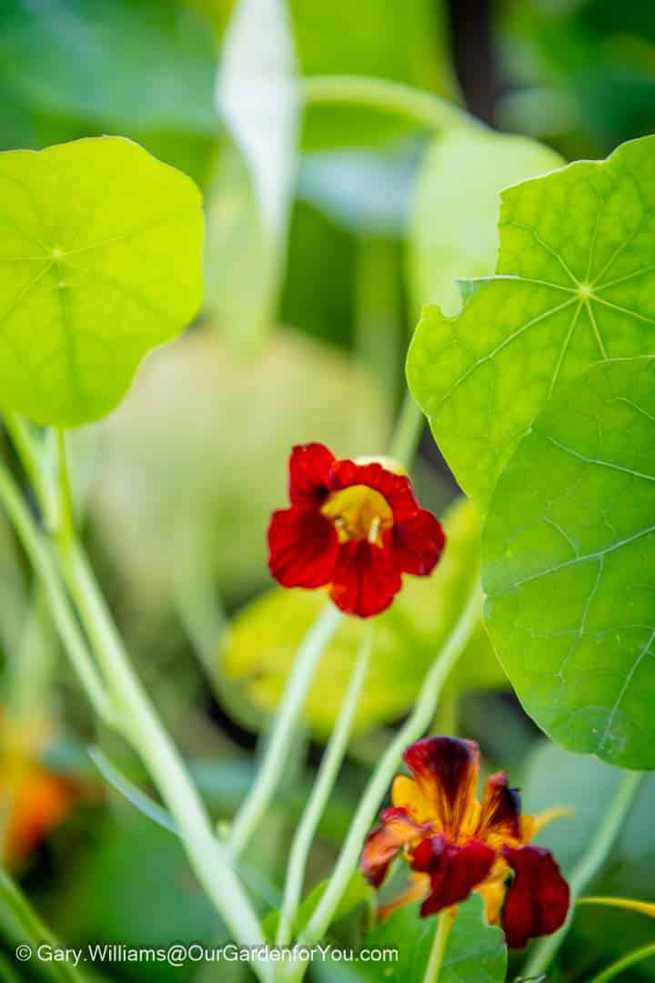 Bright red and orange nasturtiums cling to the final days of autumn in this vibrant garden close-up. Their rich hues pop against the lush green leaves, offering a bold splash of colour before winter sets in.
