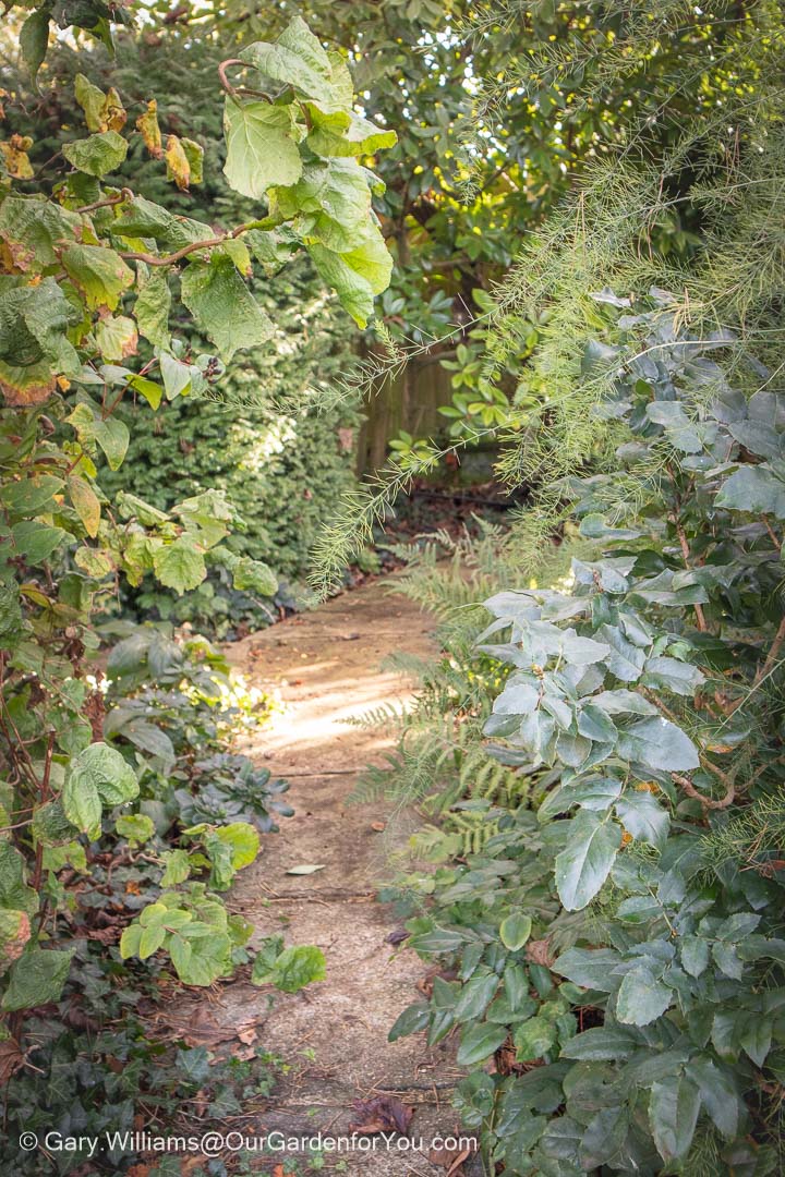 A narrow stone path meanders through a lush tangle of ferns, ivy, and evergreen foliage in an English country garden. Dappled autumn light filters through the canopy, creating a tranquil, storybook atmosphere perfect for seasonal garden exploration.