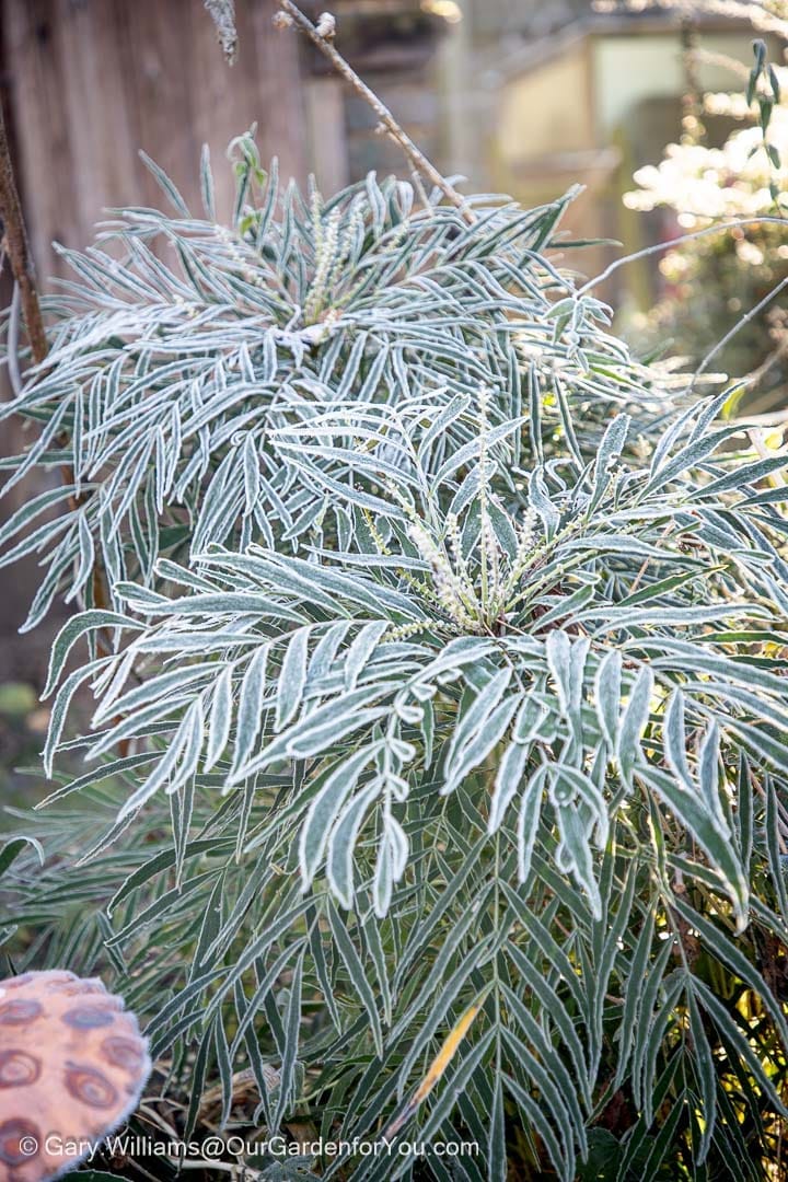 Frost-covered mahonia leaves glisten in the low winter sunlight, highlighting their spiky texture in an English garden. This close-up captures winter garden interest, seasonal frost, and evergreen structure during a January garden update.