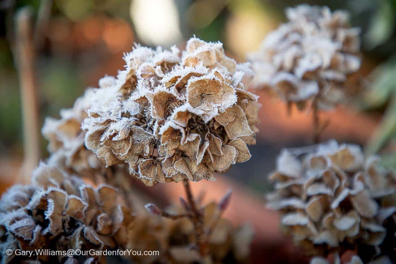 Featured image for “January 2026, Our Garden for You monthly roundup”