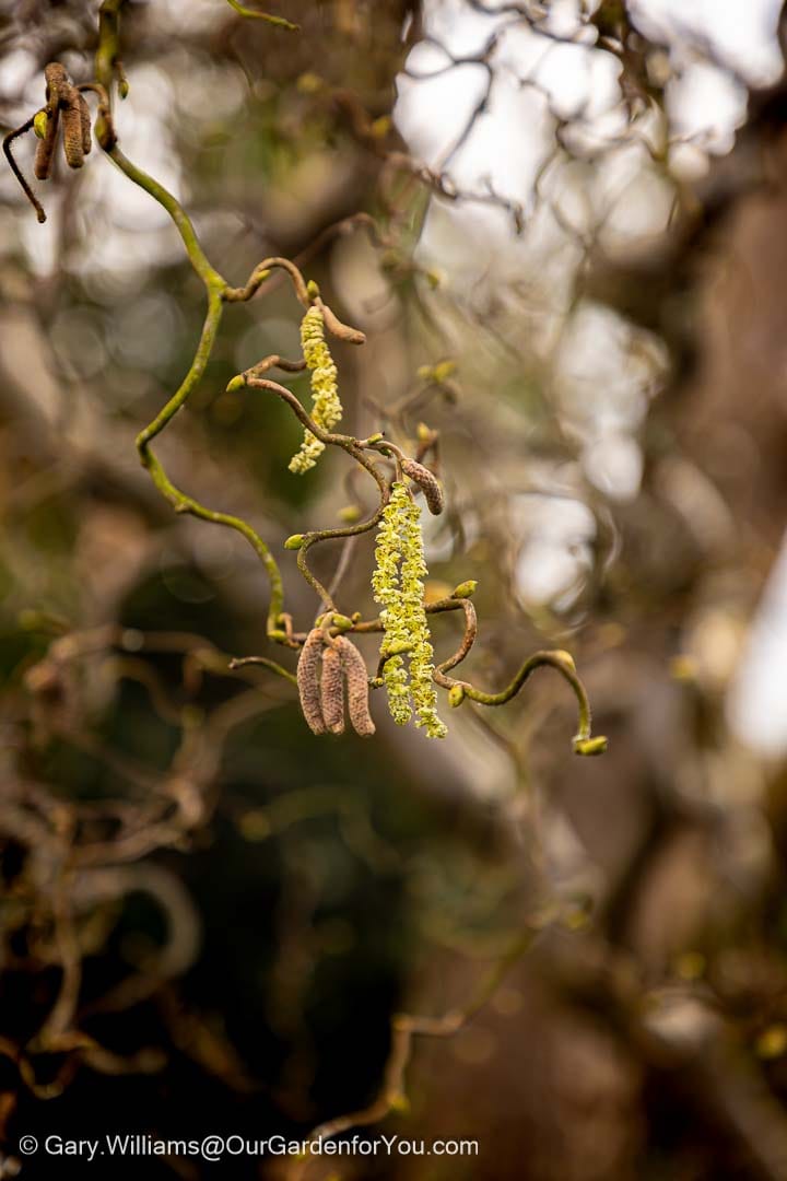 Yellow catkins hang from the twisted branches of a contorted hazel tree in an English country garden during late winter. These early seasonal blooms add texture and interest to a February garden update.