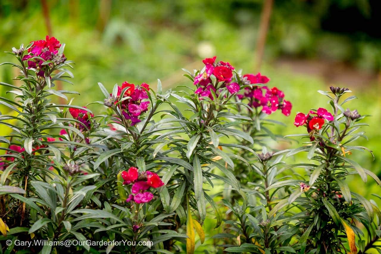 Bright pink and red erysimum flowers bloom in a mixed border, adding vibrant colour to a late winter garden. Wallflowers are a reliable choice for early spring interest in an English country garden.