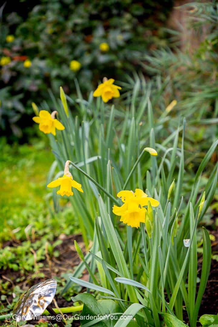 Cheerful yellow daffodils bloom in a garden border, signalling the arrival of early spring. These classic spring flowers bring bright colour and optimism to a February garden update.