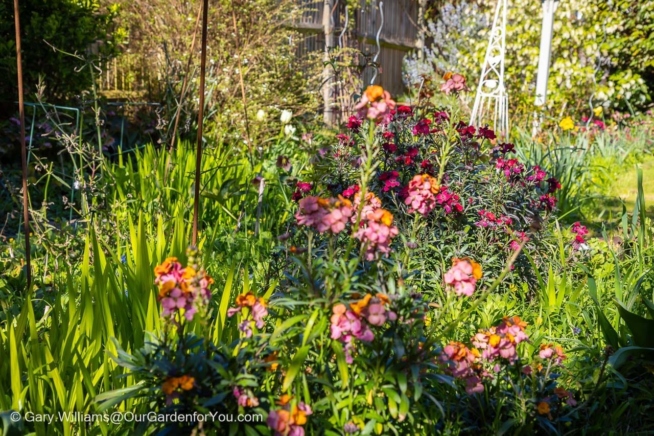 Featured image for “March 2026, Our Garden for You monthly roundup”