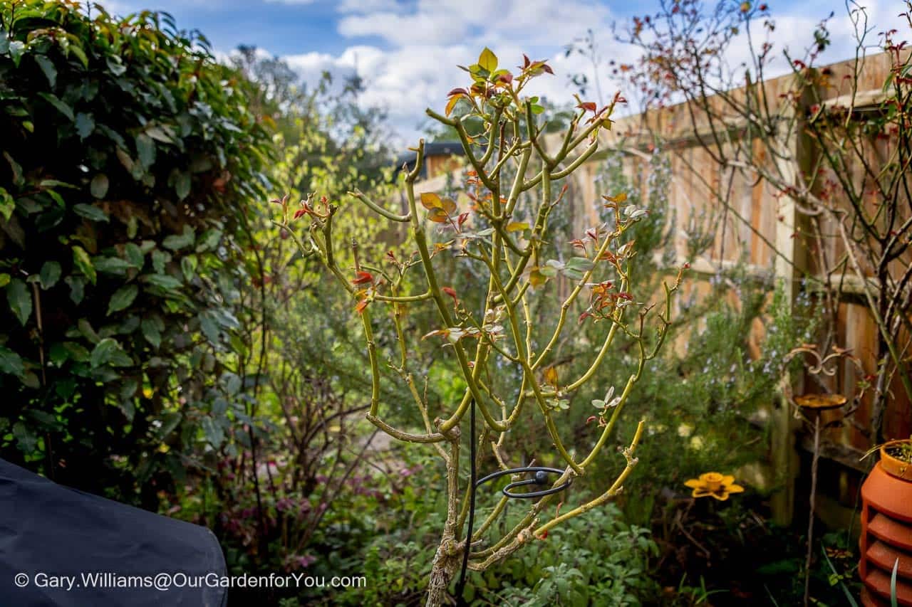Freshly pruned standard roses stand in a cottage-style garden as part of winter garden maintenance. Pruning roses in February encourages healthy spring growth in an English country garden.