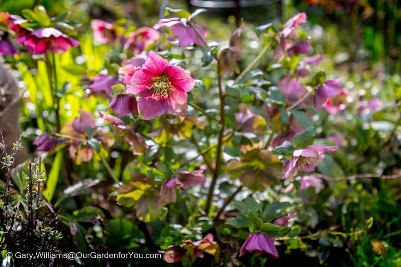 Featured image for “February 2026, Our Garden for You monthly roundup”